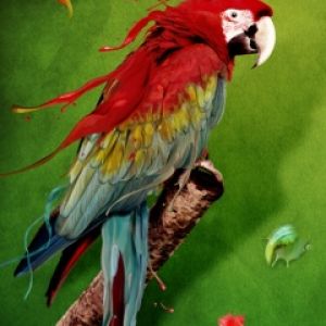 Guacamayo Colorido