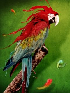 Guacamayo Colorido