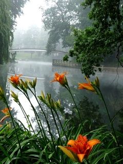 Río Brumoso con Flores