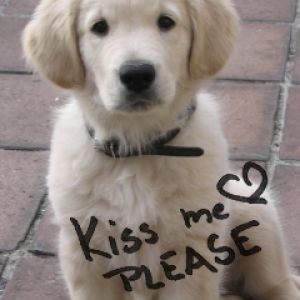 Cachorro de Golden Retriever Adorable