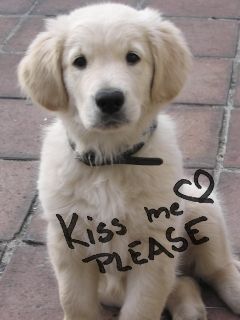 Cachorro de Golden Retriever Adorable