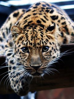 Primer plano de un Leopardo