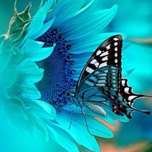 Mariposa Azul en Girasol