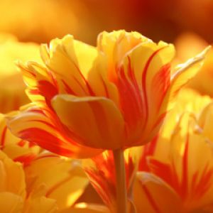 Tulipanes Amarillos Vibrantes
