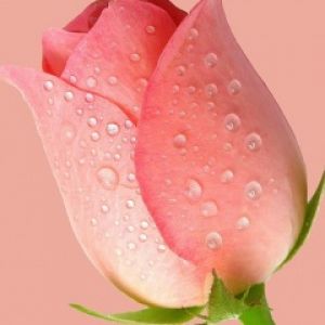 Hermosa Rosa Rosa con Rocío