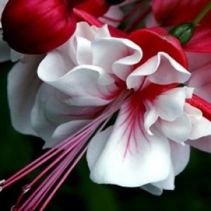 Hermosas Flores Rojas y Blancas
