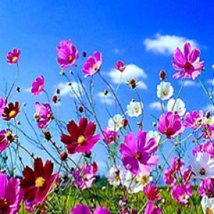 Campo de Flores Vibrantes