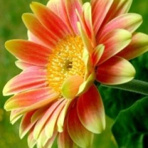 Gerbera Vibrante