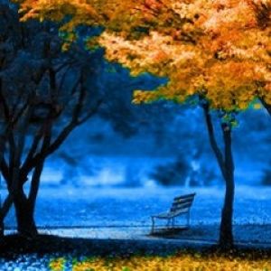 Serenidad Otoñal en el Parque