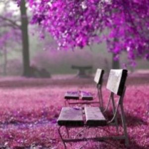 Parque de Flores Moradas
