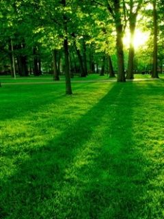 Paisaje Forestal Verde