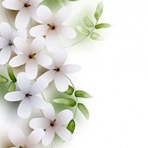 Flores Blancas Delicadas