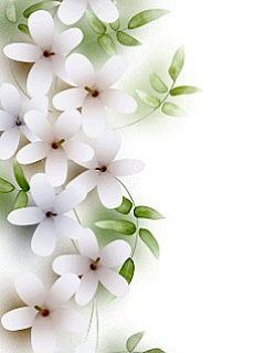 Flores Blancas Delicadas