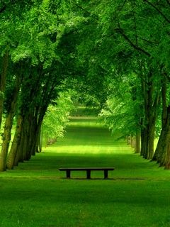 Sendero Verde en el Bosque