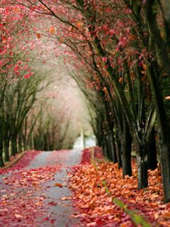Sendero de Otoño con Hojas Coloridas