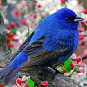 Pájaro Azul en Rama Florecida