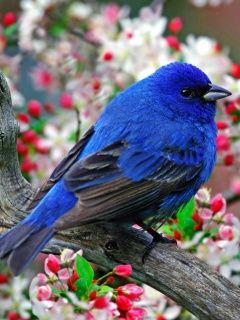 Pájaro Azul en Rama Florecida