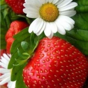 Fresas Frescas y Margaritas