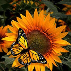 Girasol y Mariposa