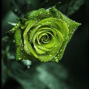 Rosa Verde con Gotas de Rocío