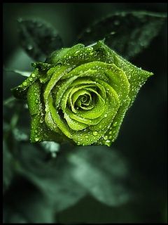 Rosa Verde con Gotas de Rocío