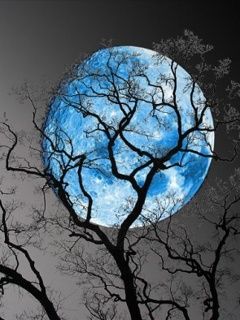 Luna Azul y Árboles Silueteados