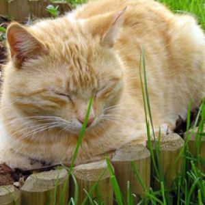 Gato Durmiendo Adorable