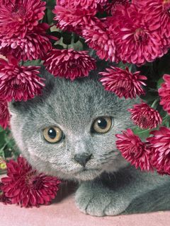Gato Gris Lindos Entre Flores
