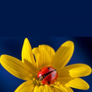 Mariquita en Flor Amarilla
