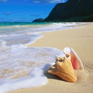Hermosa Concha de Playa