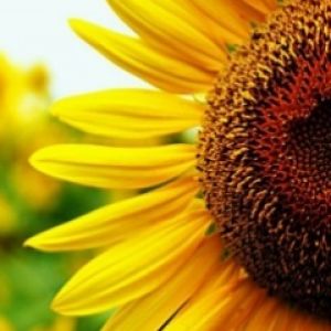 Primer plano de girasol vibrante