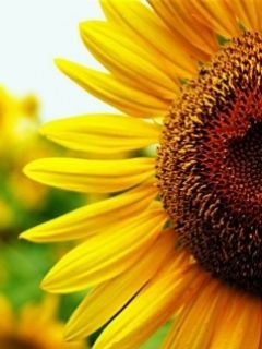 Primer plano de girasol vibrante