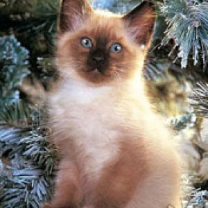 Gatito Adorable entre Pinos Nevados
