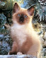 Gatito Adorable entre Pinos Nevados