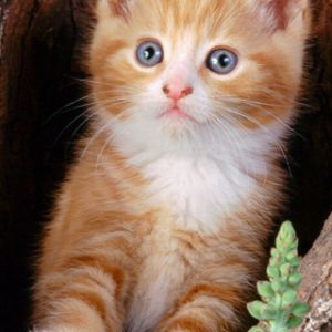 Gatito Naranja Adorable