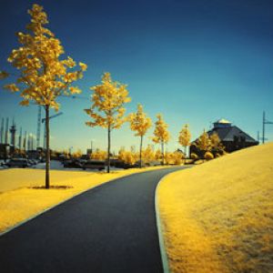 Camino de Otoño Dorado