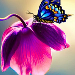 Mariposa en Flor Rosa