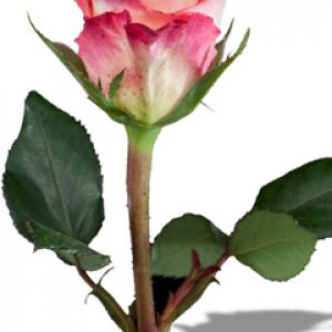 Hermosa Rosa Rosa