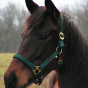 Hermoso Caballo Marrón