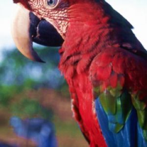 Guacamayo Rojo Vibrante