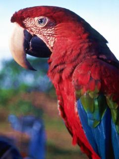 Guacamayo Rojo Vibrante