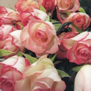 Hermosas Rosas Rosadas