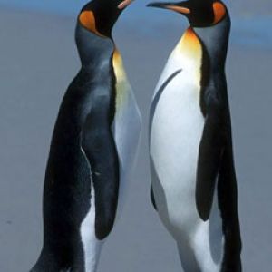 Pareja de Pingüinos Lindos