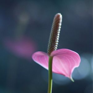 Flor Rosa Elegante