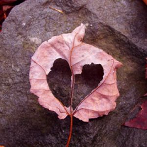 Hoja en forma de corazón sobre piedra
