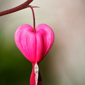 Flor Rosa en Forma de Corazón