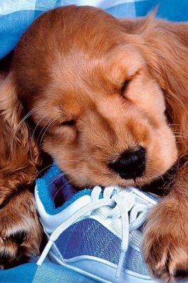 Cachorro Adorable Durmiendo en un Zapato