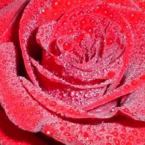 Rosa Roja con Gotas de Rocío