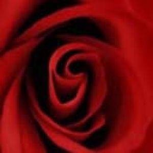 Rosa Roja Acercada