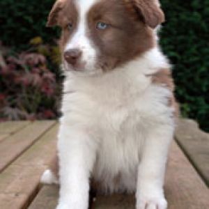 Cachorro Bonito con Ojos Azules
